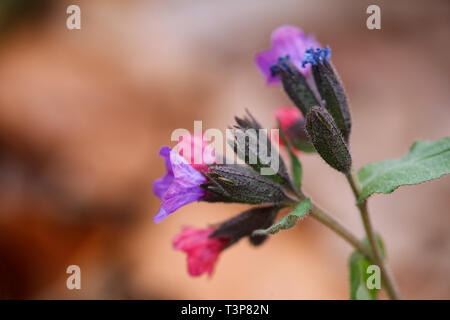 Pulmonaria fleurs de différentes teintes de violet dans une inflorescence. Inflorescence de l'herbe commune Banque D'Images