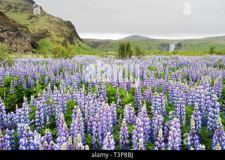 Lupin en fleurs. Paysage de l'Islande avec fleurs et montagne. Situé à proximité de cascade de Skogafoss Banque D'Images