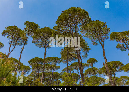 Forêt de pins de Jezzine au Sud Liban Moyen Orient Banque D'Images