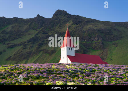 Église sur une colline dans la ville de Vik. Célèbre attraction touristique populaire et de l'Islande. Clairière de fleurs de lupin Banque D'Images