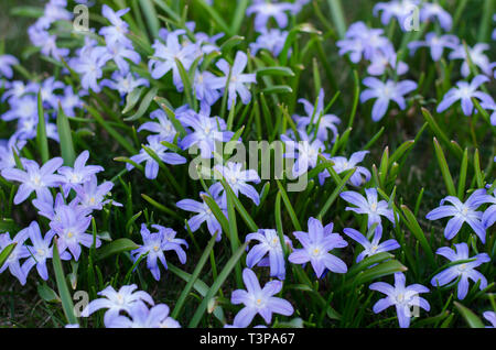 Scilla bifolia dans un groupe au printemps profiter du soleil. Banque D'Images