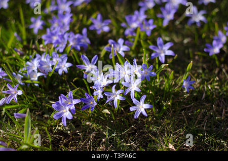 Scilla bifolia dans un groupe au printemps profiter du soleil. Banque D'Images
