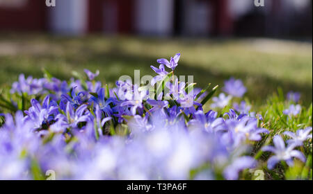 Scilla bifolia dans un groupe au printemps profiter du soleil. Banque D'Images