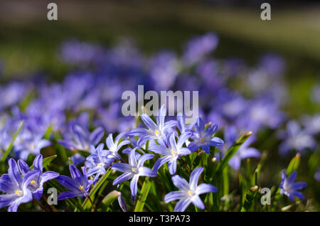 Scilla bifolia dans un groupe au printemps profiter du soleil. Banque D'Images