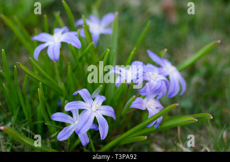 Scilla bifolia dans un groupe au printemps profiter du soleil. Banque D'Images