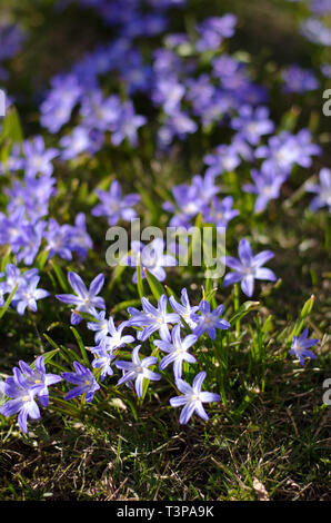 Scilla bifolia dans un groupe au printemps profiter du soleil. Banque D'Images