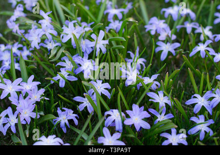 Scilla bifolia dans un groupe au printemps profiter du soleil. Banque D'Images