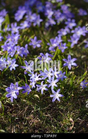 Scilla bifolia dans un groupe au printemps profiter du soleil. Banque D'Images