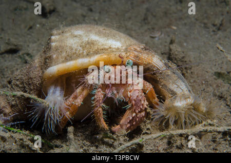 L'ermite, avec des anémones de mer, Dardanus pedunculatus, Diogenidae, et Calliactis Miriam, Hormathiidae Anilao, Batangas, Philippines, l'Océan Pacifique Banque D'Images