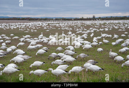 Nature Paysage d'un grand troupeau d'oies des neiges de la faune, les oiseaux se nourrissant dans un champ. Pris sur l'île de sapin dans Skagit Comté de Washington, USA. Banque D'Images