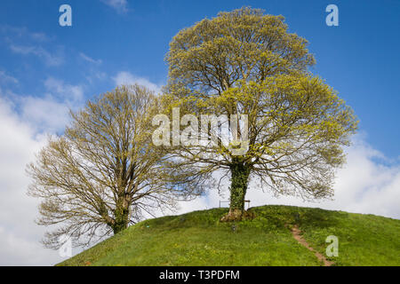 Deux platanes arbres croissant sur le haut de l'ancien château d'Oxford Mound Banque D'Images