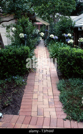 Scène avec jardin avec plantes bordant le chemin de brique, la couverture du sol de convolvulus, Buxus sempervirens hedges, Agapanthus et le Camellia sasanqua. Banque D'Images