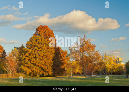 La fin de l'après-midi est un beau temps pour un cyprès chauve à côté constitutionnel arbres sous un ciel bleu avec des nuages de couleur crème à St Louis Forest Park Banque D'Images