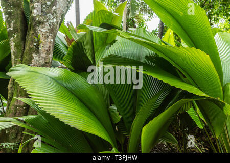 Cairns, Australie - Février 17, 2019 : Le Jardin Botanique. Est un Johannesteijsmannia green palm sans tronc. La végétation dense est l'arrière-plan. Banque D'Images