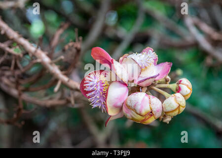 Cairns, Australie - Février 17, 2019 : Le Jardin Botanique. Lecythidacea fleurs sur Cannonball Tree. La végétation dense est l'arrière-plan. Banque D'Images