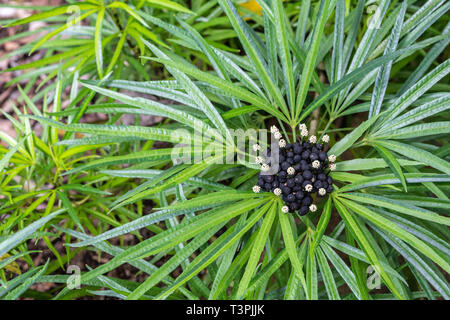 Cairns, Australie - Février 17, 2019 : Le Jardin Botanique. Asparagacées Dracaena Cantleyi bloom et Berry dans le centre de feuilles vertes. Banque D'Images