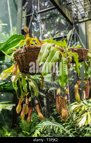 Cairns, Australie - Février 17, 2019 : Le Jardin Botanique. De la famille, Plantae Nepenthes Ventricosa truncata, ou tropicales Sarracénie, native Banque D'Images