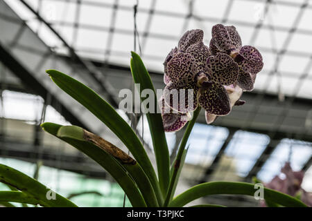 Cairns, Australie - Février 17, 2019 : blanc et violet orchidées de serre de jardin botanique. Banque D'Images