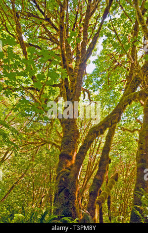 Arbres de la forêt tropicale côtière de la Californie du Nord Banque D'Images