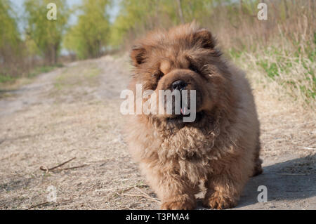 Pet dog chow chow Banque D'Images