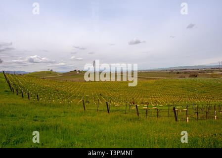 Vignobles de Paso Robles Banque D'Images