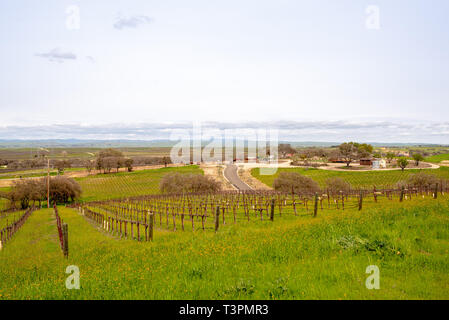 Vignobles de Paso Robles Banque D'Images