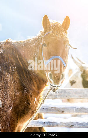 Cheval dans la neige. Dans les pâturages de chevaux pendant l'hiver Banque D'Images