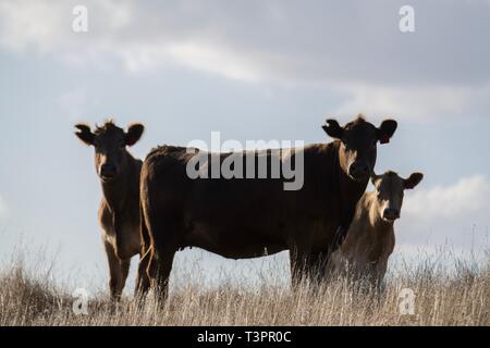 Taureaux de boeuf, vaches et calfs broutant sur l'herbe dans le sud-ouest de victoria, Australie. Les races incluent le parc moucheté, gris murray. Banque D'Images