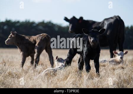 Taureaux de boeuf, vaches et calfs broutant sur l'herbe dans le sud-ouest de victoria, Australie. Les races incluent le parc moucheté, gris murray. Banque D'Images