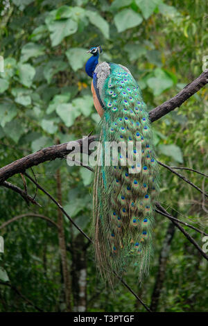 Peacock est l'oiseau national de l'Inde. C'était un jour pluvieux rempli de romance et de ce paon sur une visualisation complète de ses magnifiques plumes. Banque D'Images