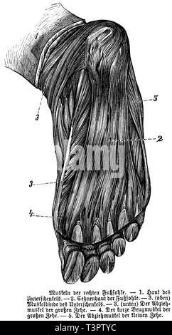 Muscles de la plante du pied droit, anonym 1887 Banque D'Images