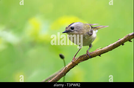 Peu Goldcrest perché sur un petit bâton sec Banque D'Images