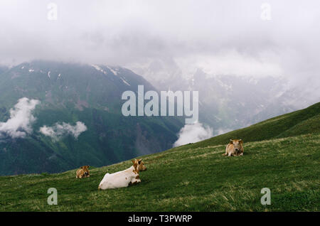 Paysage d'été dans les montagnes. Les vaches rouges sur un alpage. Temps nuageux. Zemo Svaneti, Géorgie, Caucase Banque D'Images