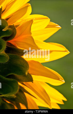 Les pétales de tournesol rétro-éclairés brillent chaleureusement, les bords translucides brillent sur un fond vert doux, capturant un moment de calme naturel calme et artistique Banque D'Images