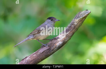 Blackcap eurasien mâle perché sur une vieille branche sec Banque D'Images