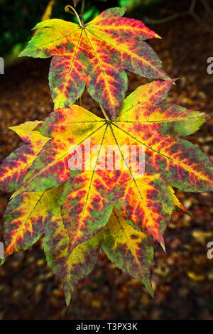 La lumière du soleil brille sur des feuilles d'érable japonaises éclatantes, avec des rouges et des or d'automne riches sur un arrière-plan bokeh sombre capturant les changements saisonniers Banque D'Images