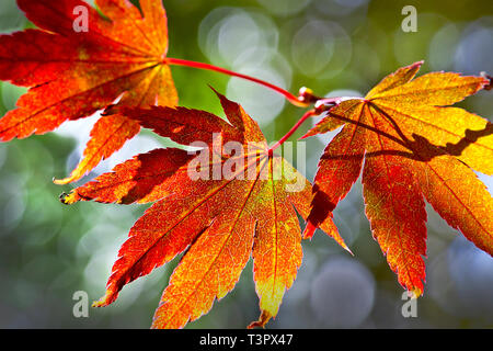 Les feuilles d'automne à Larmer Tree Gardens dans le Wiltshire UK Banque D'Images