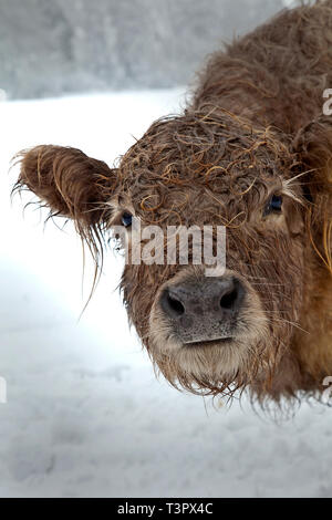 Curieuse vache aux cheveux bouclés avec un manteau imbibé de pluie regarde dans l'objectif de la caméra, debout dans un paysage hivernal calme avec un fond blanc doux. Banque D'Images