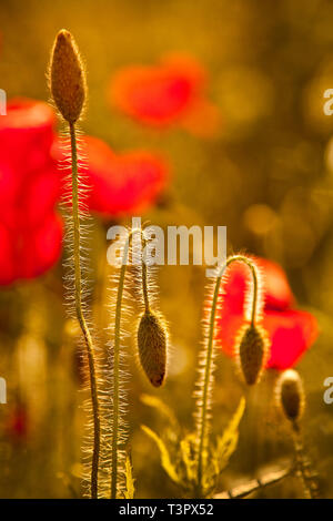 Une douce image dorée de coquelicots rouges du jardin, rétro-éclairée par la lumière du soleil du soir montrant des gousses de fleurs de coquelicot et des détails de tige. Banque D'Images