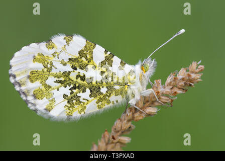 La merveilleuse pointe (Anthocharis cardamines Orange) Banque D'Images