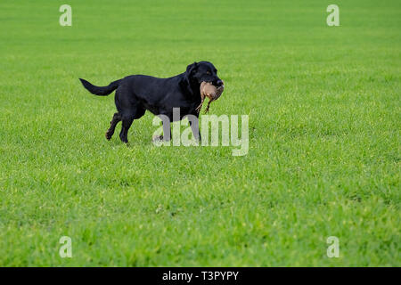 Gundogs de retrievers du Labrador, Banque D'Images