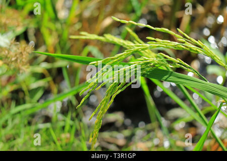 Les plants de riz mûrit dans la rizière de la région du Centre en Thaïlande Banque D'Images