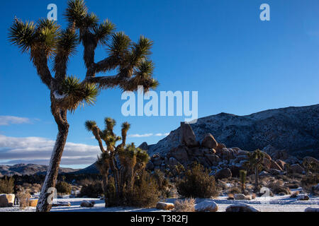 Matin d'hiver dans la région de Joshua Tree National Park. Banque D'Images