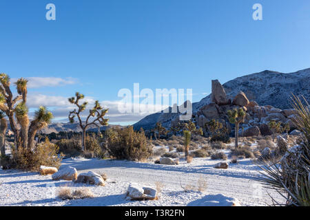 Matin d'hiver dans la région de Joshua Tree National Park. Banque D'Images