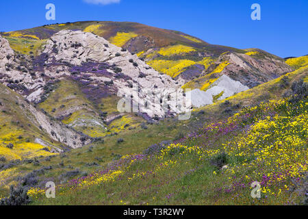 Floraison de fleurs sauvages le long de la plage de temblor au Carrizo Plain National Monument. Banque D'Images