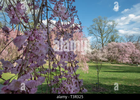 Fleurs de cerisier pleureur - Prunus subhirtella au printemps des fleurs roses sur la floraison des arbres contre un ciel bleu - Pâques fleurs et fleur de printemps Banque D'Images