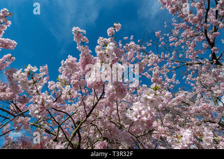 Fleurs de cerisier au printemps - fleurs roses et de fleurs blanches sur la floraison des arbres contre un ciel bleu - Fleurs de Pâques et fleur de printemps USA Banque D'Images