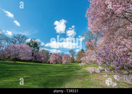 Fleurs de cerisier au printemps - fleurs roses et fleurs blanches sur des arbres fleuris contre un ciel bleu - fleurs de Pâques et fleurs printanières Prunus Banque D'Images