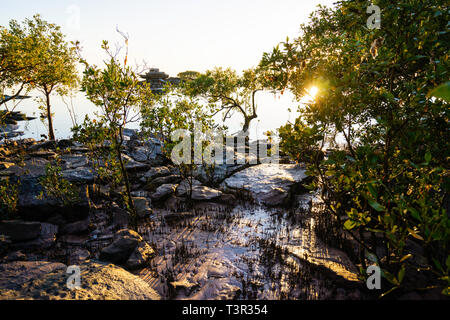 Les mangroves poussant sur des rochers du littoral de la péninsule de Cape Leveque, Karratha, Australie occidentale Banque D'Images