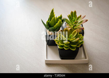 Petit cactus plantés dans des pots noirs. Interior shot Banque D'Images